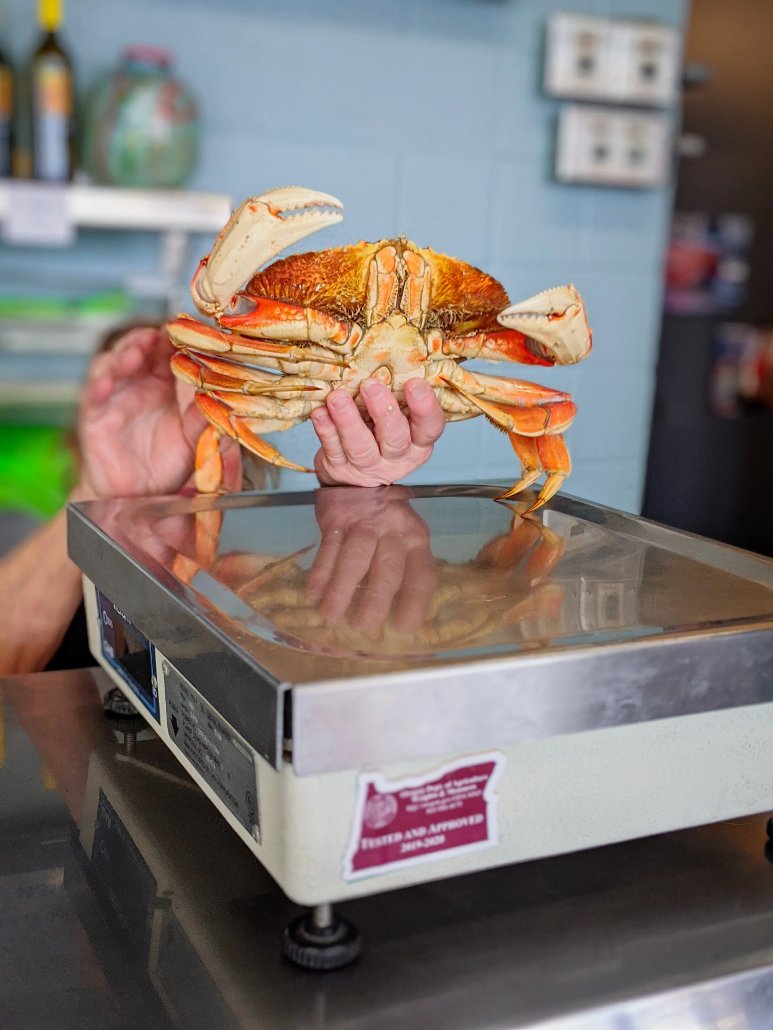 Dungeness Crab — Local Ocean